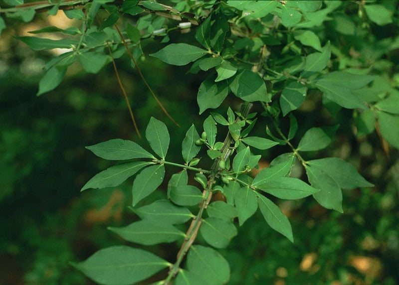 Euonymus alatus