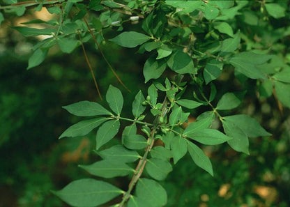 Euonymus alatus