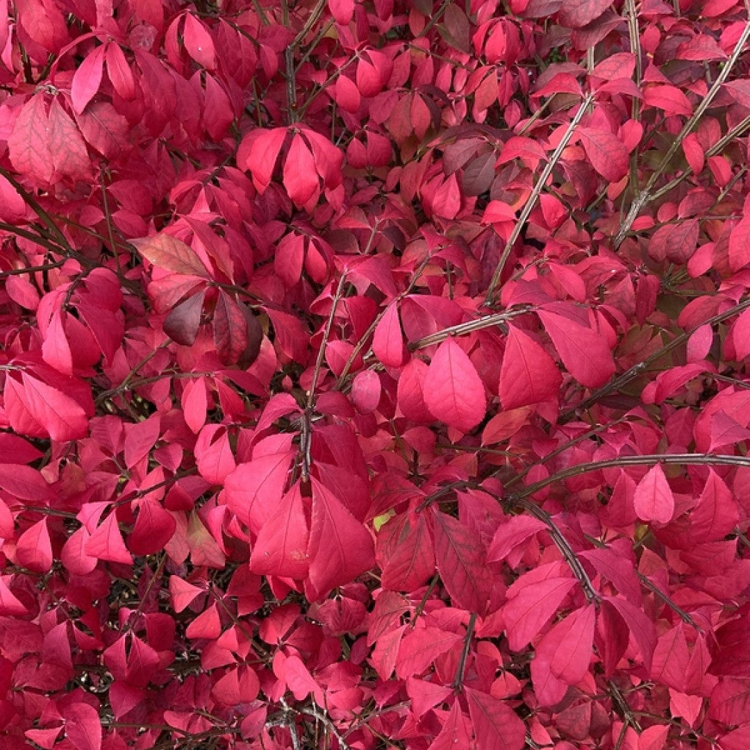 Kardinaalsmuts (Euonymus alatus) 'Compactus'