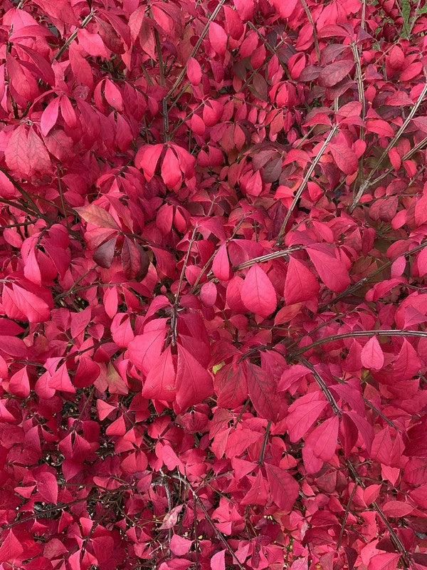 Kardinaalsmuts (Euonymus alatus) 'Compactus'