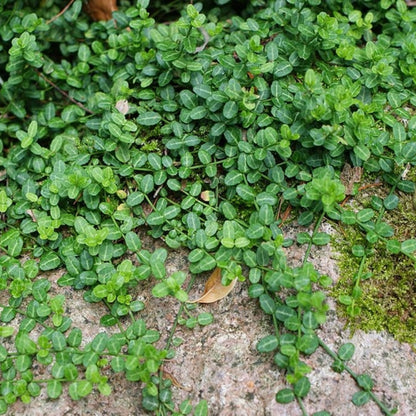 Euonymus fortunei 'Minimus'