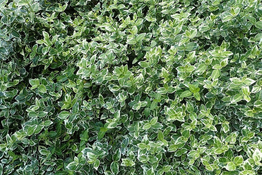 Euonymus fortunei 'Emerald Gaiety'