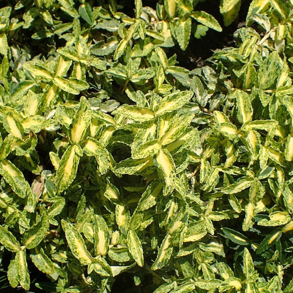 Euonymus fortunei 'Golden Harlequin'