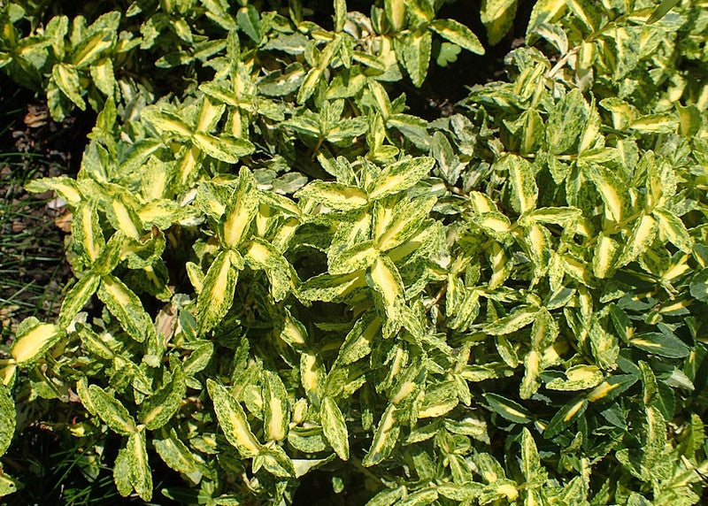 Kardinaalsmuts (Euonymus fortunei) 'Golden Harlequin'