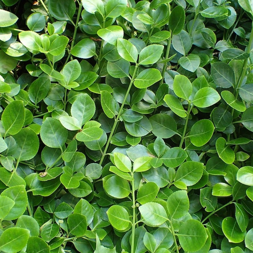 Kardinaalsmuts (Euonymus fortunei) 'Vegetus'