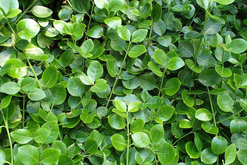 Kardinaalsmuts (Euonymus fortunei) 'Vegetus'