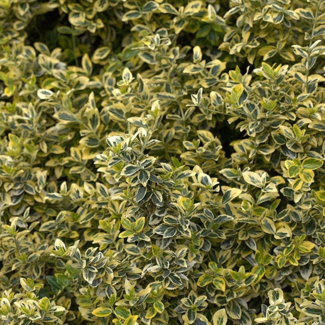 Euonymus fortunei 'Emerald 'n' Gold'