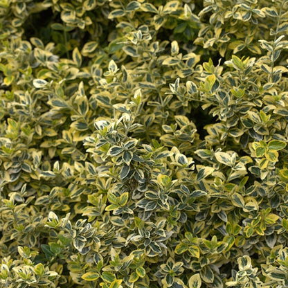Euonymus fortunei 'Emerald 'n' Gold'