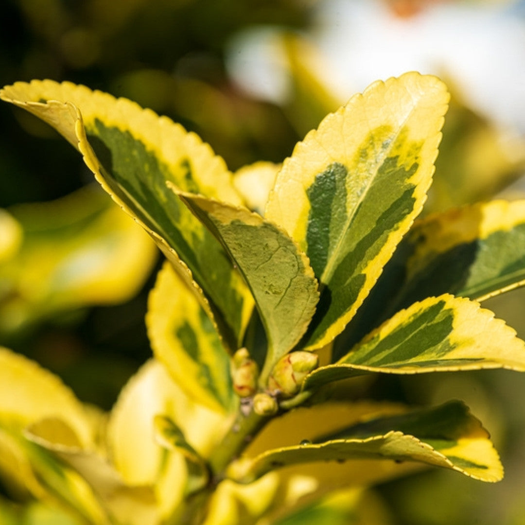 Euonymus japonicus 'Aureomarginatus'