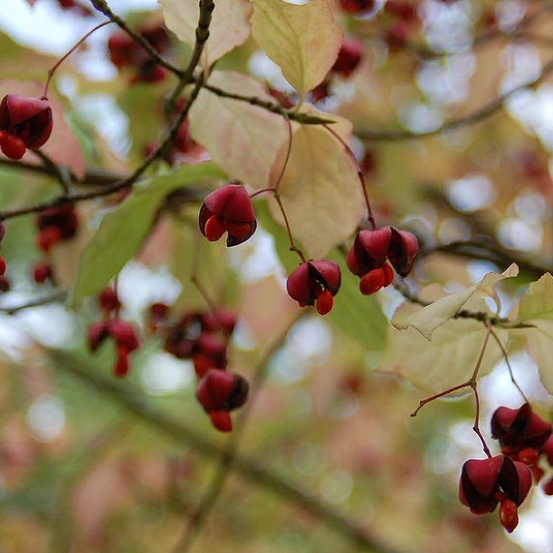 Kardinaalsmuts (Euonymus planipes)
