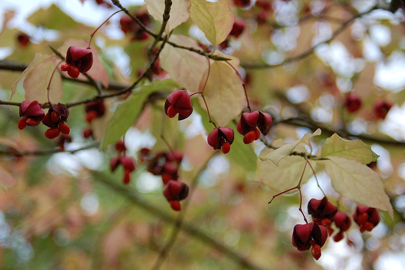 Kardinaalsmuts (Euonymus planipes)