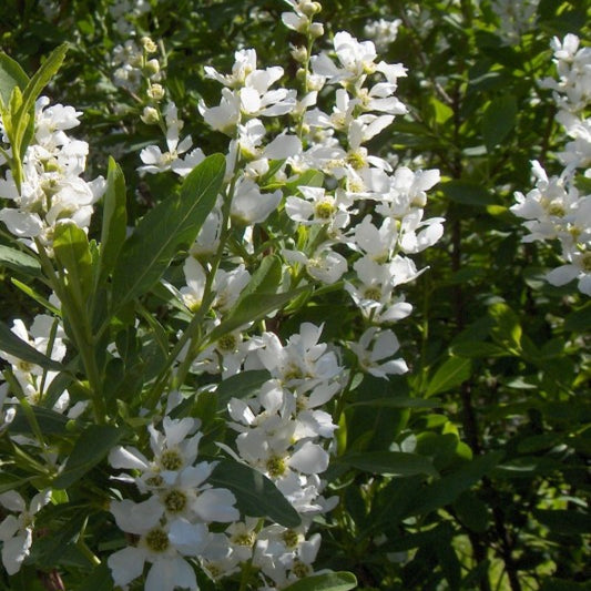 Exochorda korolkowii