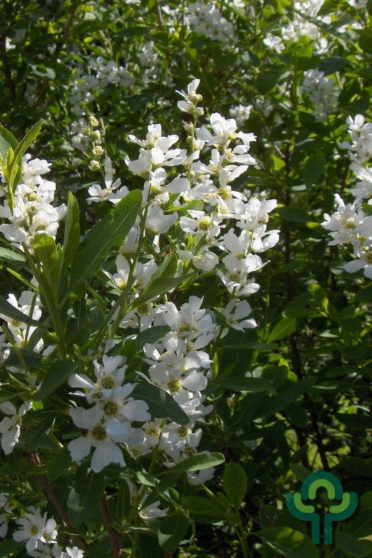 Parelstruik (Exochorda korolkowii)