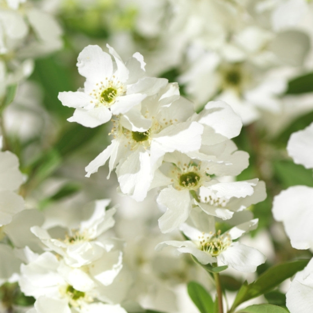 Exochorda racemosa 'Niagara'
