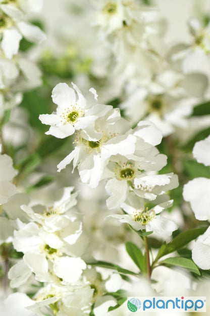 Exochorda racemosa 'Niagara'
