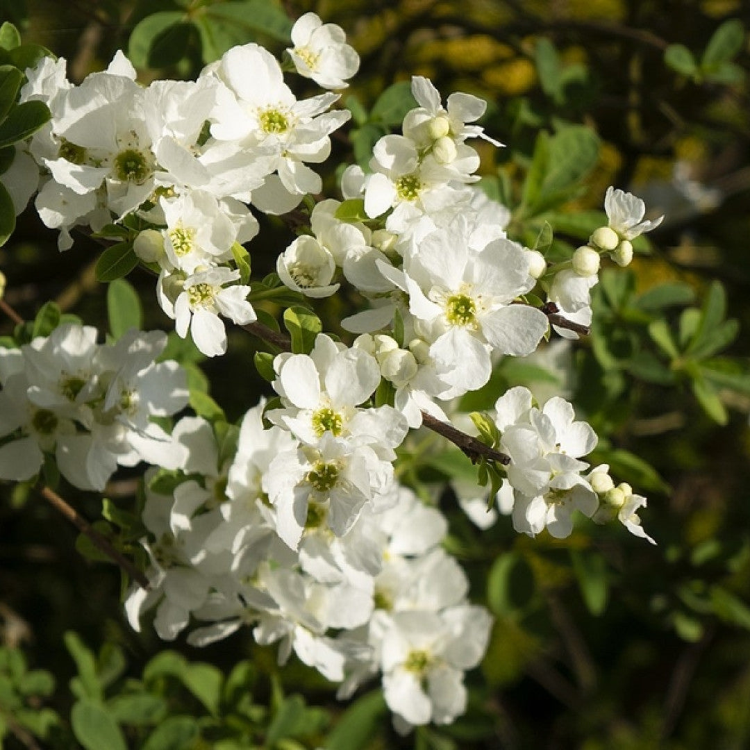 Parelstruik (Exochorda) 'The Bride'