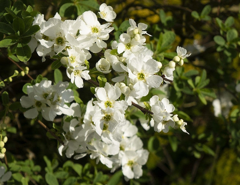 Parelstruik (Exochorda) 'The Bride'
