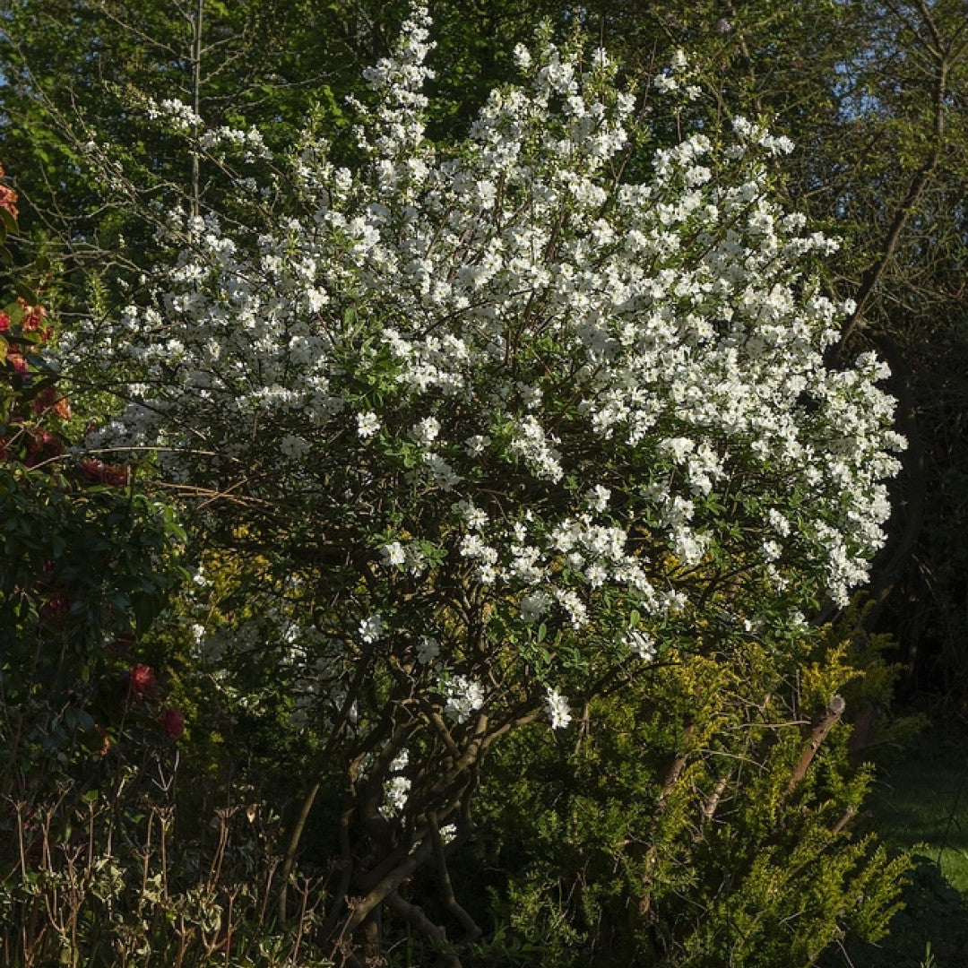 Parelstruik (Exochorda) 'The Bride'