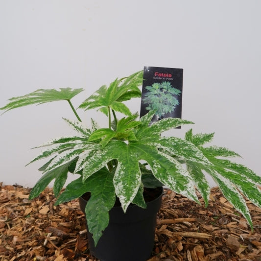 Fatsia japonica 'Spider's Web'