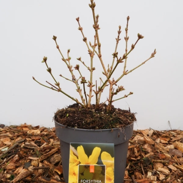 Forsythia 'Goldrausch'