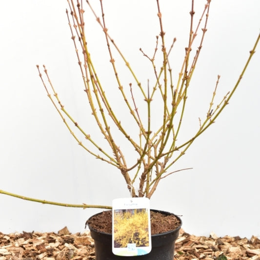 Forsythia intermedia 'Lynwood'