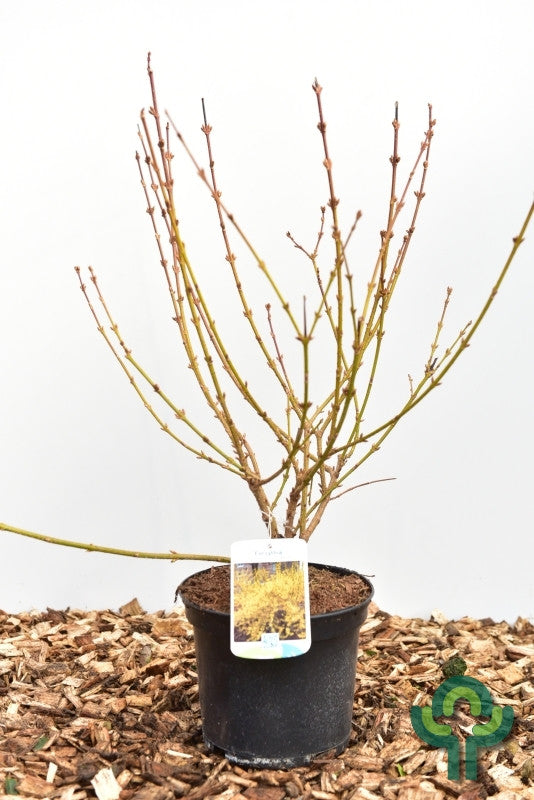 Forsythia intermedia 'Lynwood'