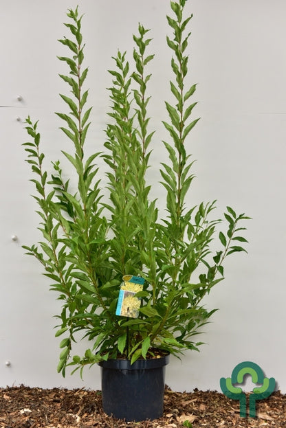 Forsythia intermedia 'Lynwood'