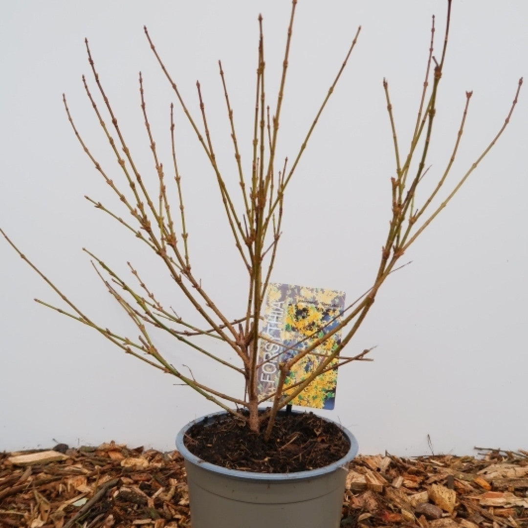 Forsythia intermedia 'Spectabilis'