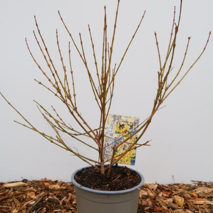 Forsythia intermedia 'Spectabilis'