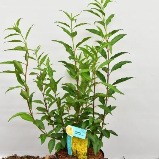 Forsythia intermedia 'Spectabilis'