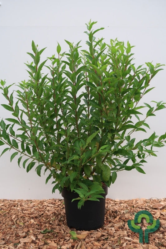 Forsythia intermedia Week-End ®