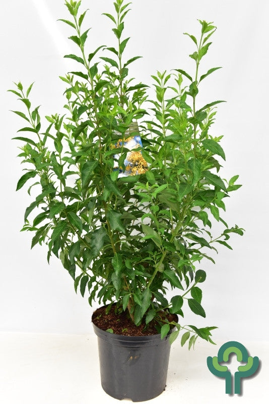 Forsythia intermedia Week-End ®