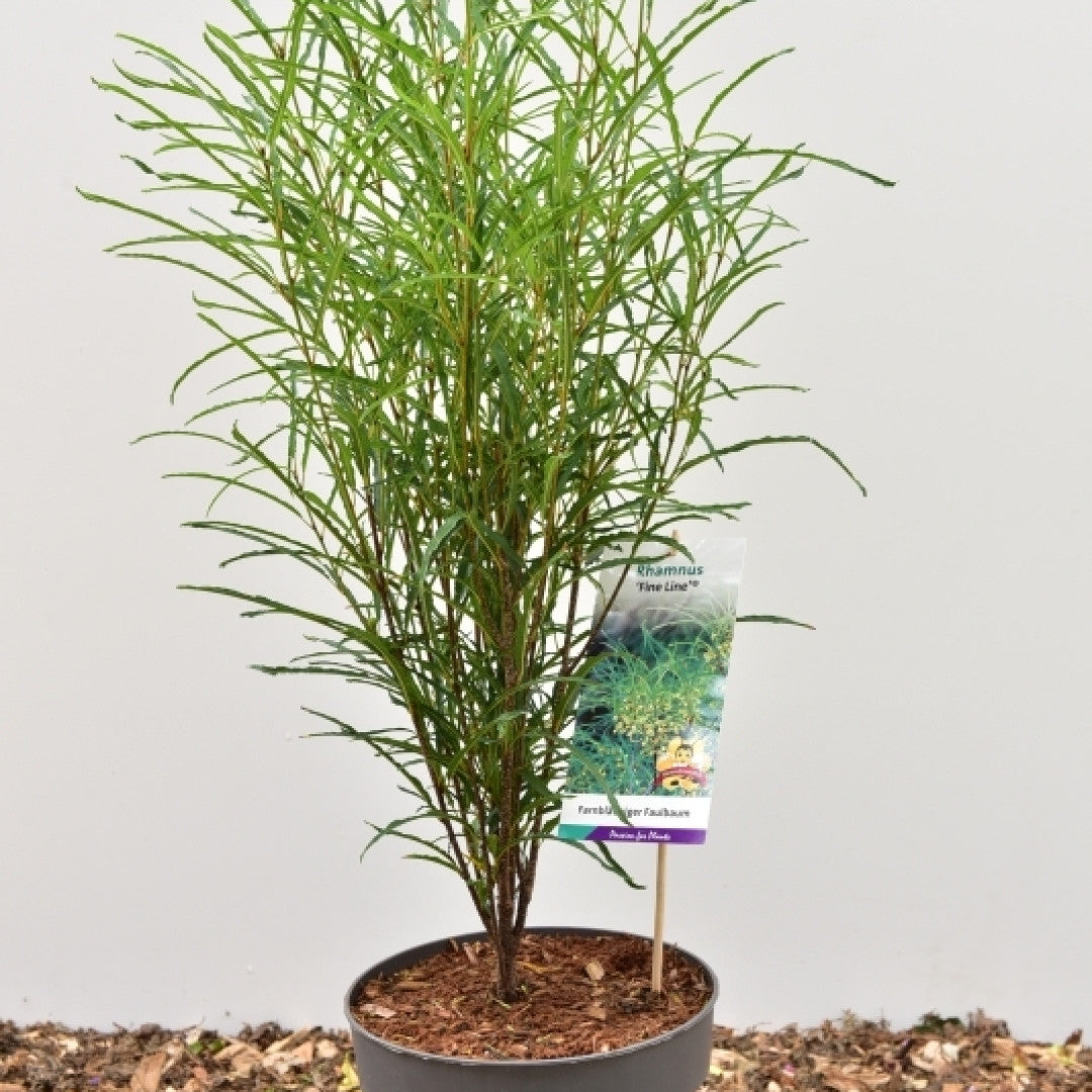 Frangula alnus Fine Line