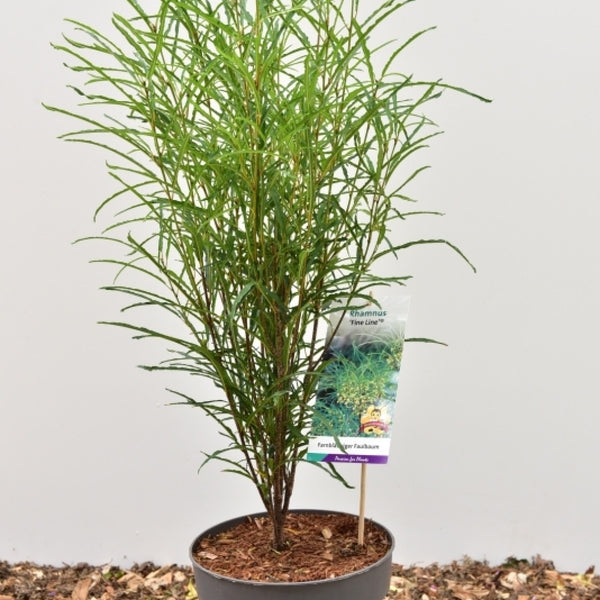 Frangula alnus Fine Line