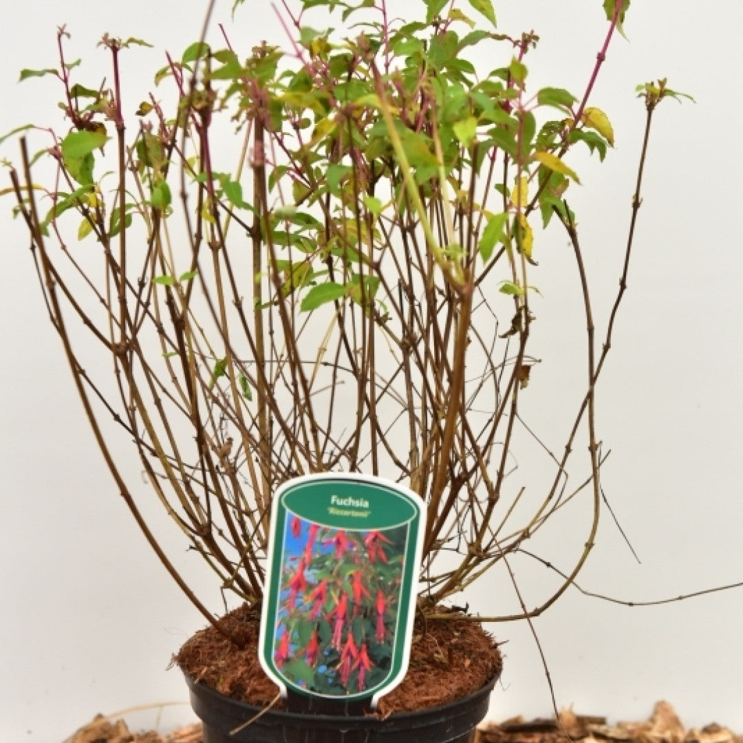 Fuchsia 'Riccartonii'