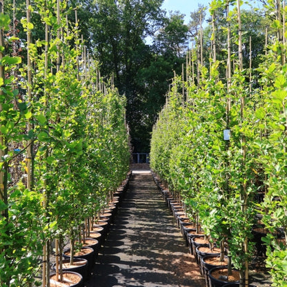 Fagus sylvatica 'Dawyck Gold'