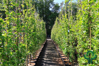 Fagus sylvatica 'Dawyck Gold'
