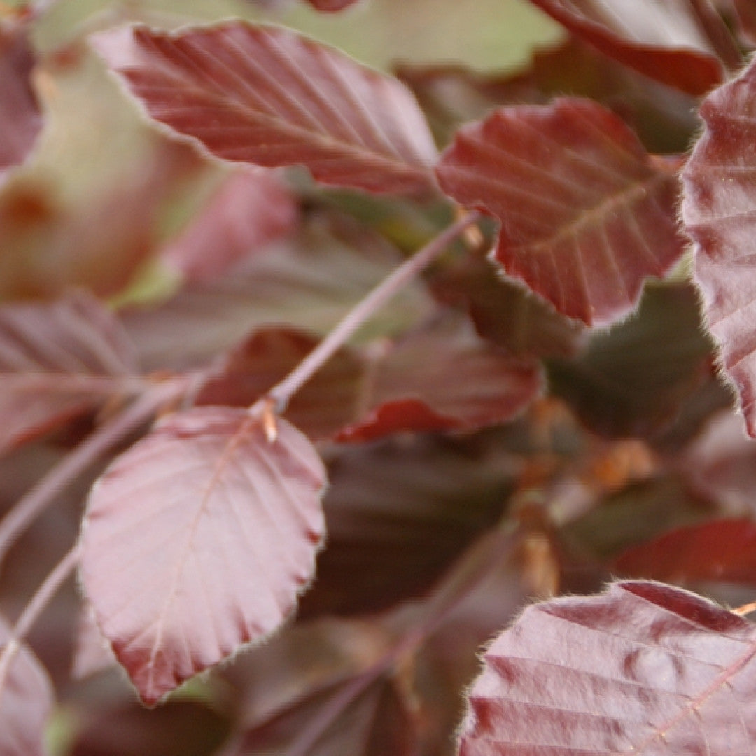 Fagus sylvatica 'Dawyck Purple'