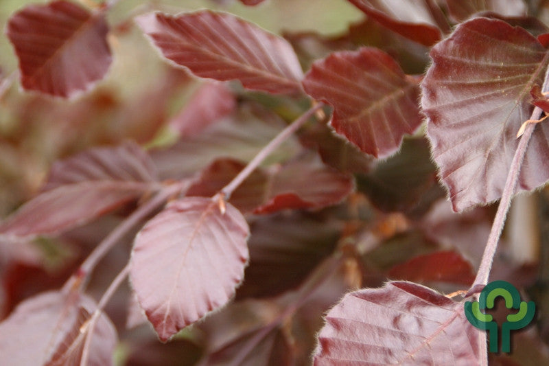 Fagus sylvatica 'Dawyck Purple'