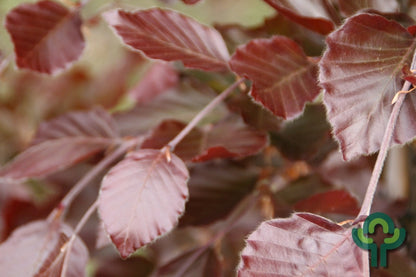 Fagus sylvatica 'Dawyck Purple'