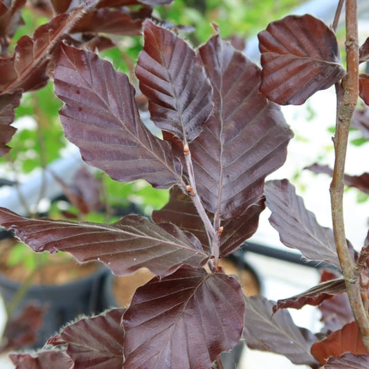 Fagus sylvatica 'Rohan Obelisk'