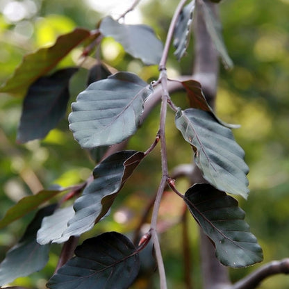 Fagus sylvatica 'Purple Fountain'