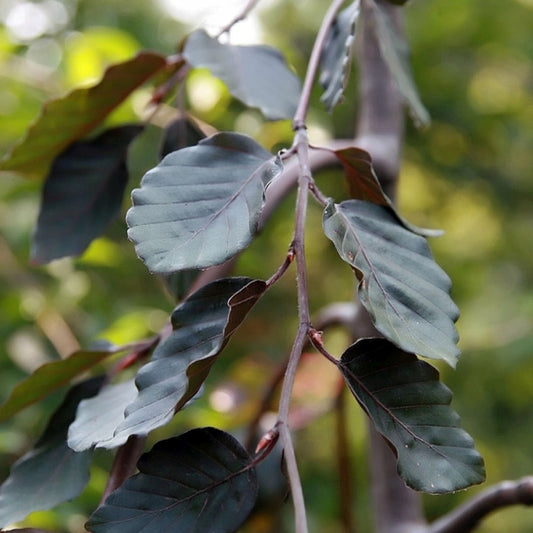 Fagus sylvatica 'Purple Fountain'