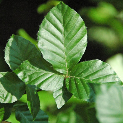 Fagus sylvatica 'Dawyck'
