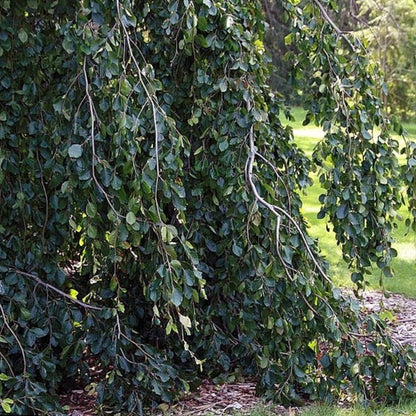 Fagus sylvatica 'Pendula'