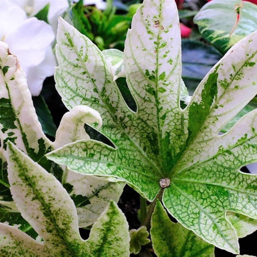Fatsia japonica 'Spider's Web'
