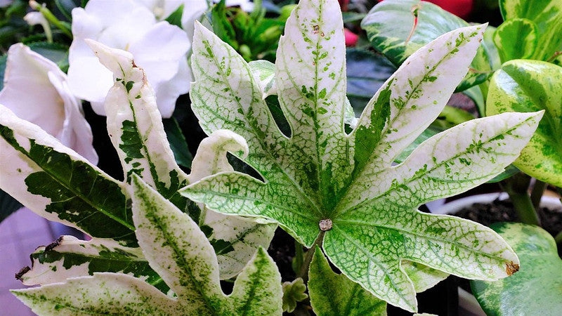 Fatsia japonica 'Spider's Web'