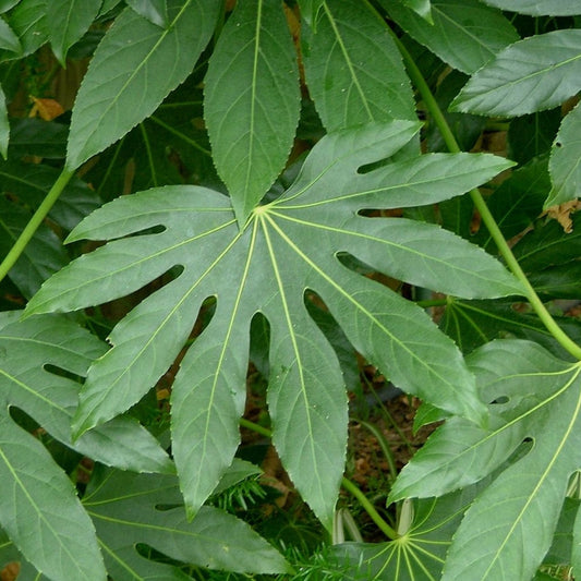 Fatsia japonica