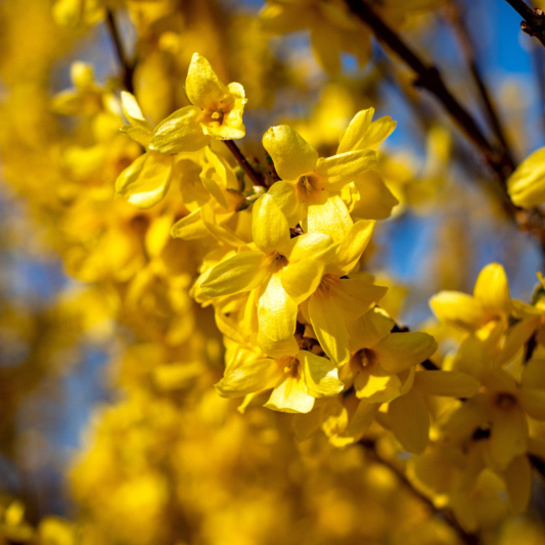 Forsythia 'Goldrausch'