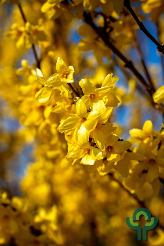 Forsythia 'Goldrausch'